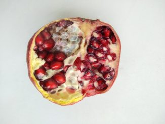 pizzabrunch illustration